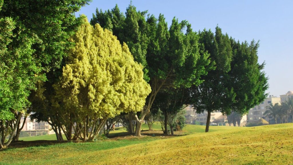 arbres