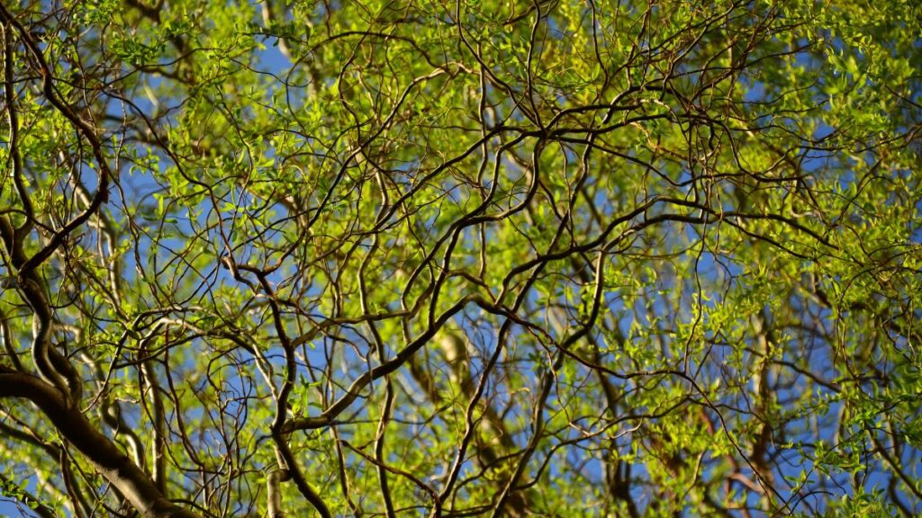 arbre
