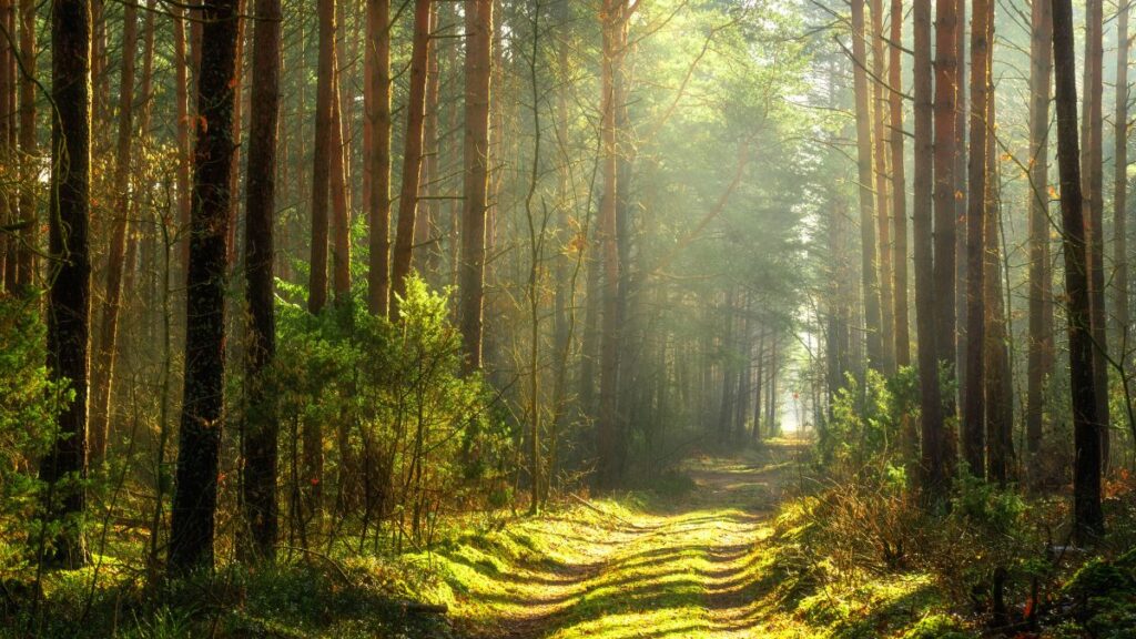 bosc