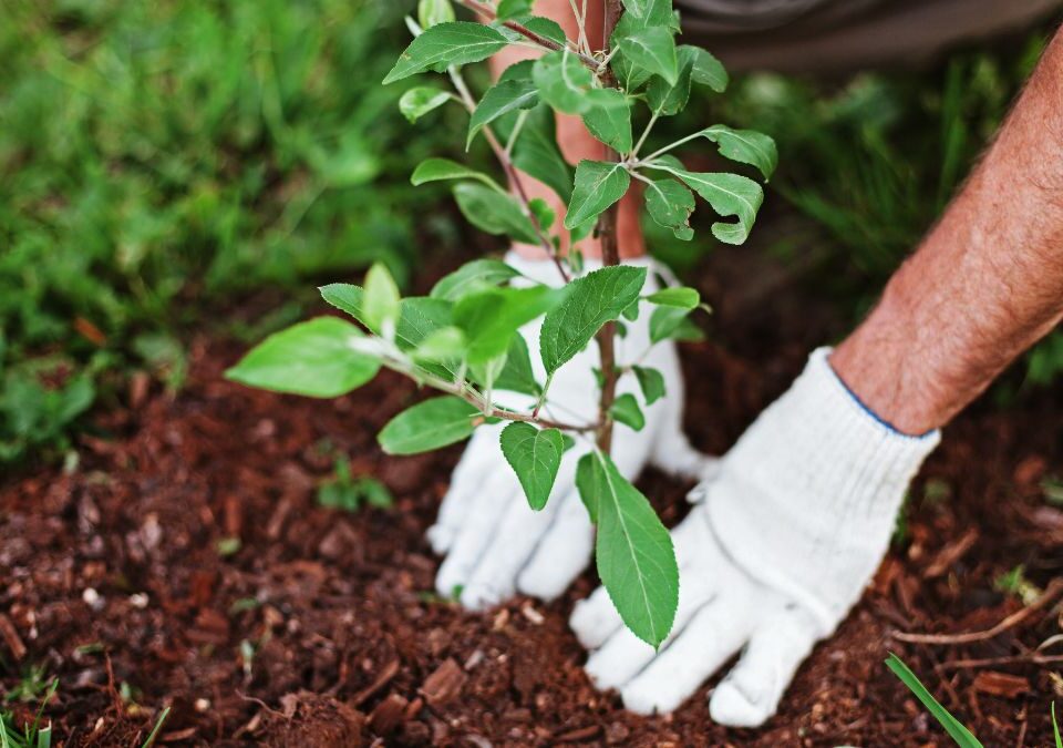 serveis de jardineria