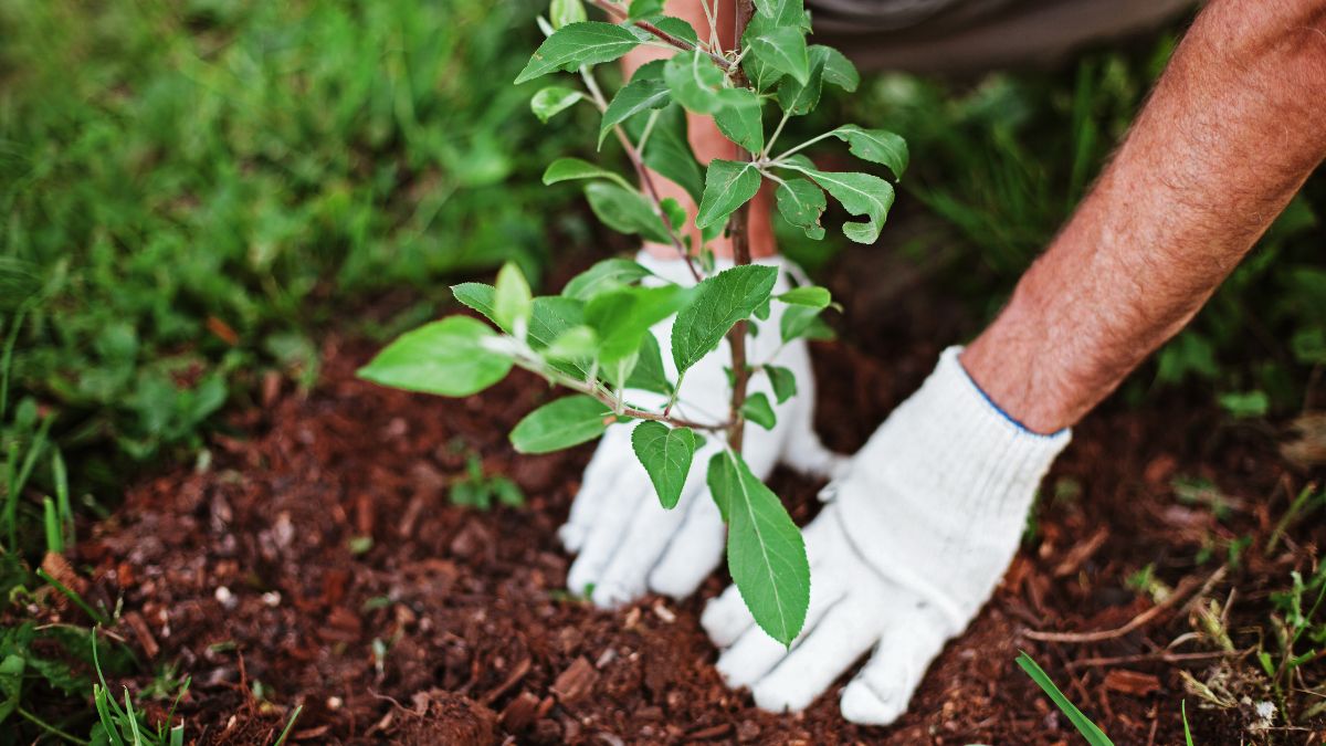 serveis de jardineria