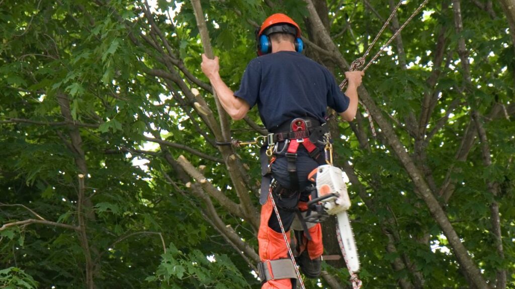 arborista