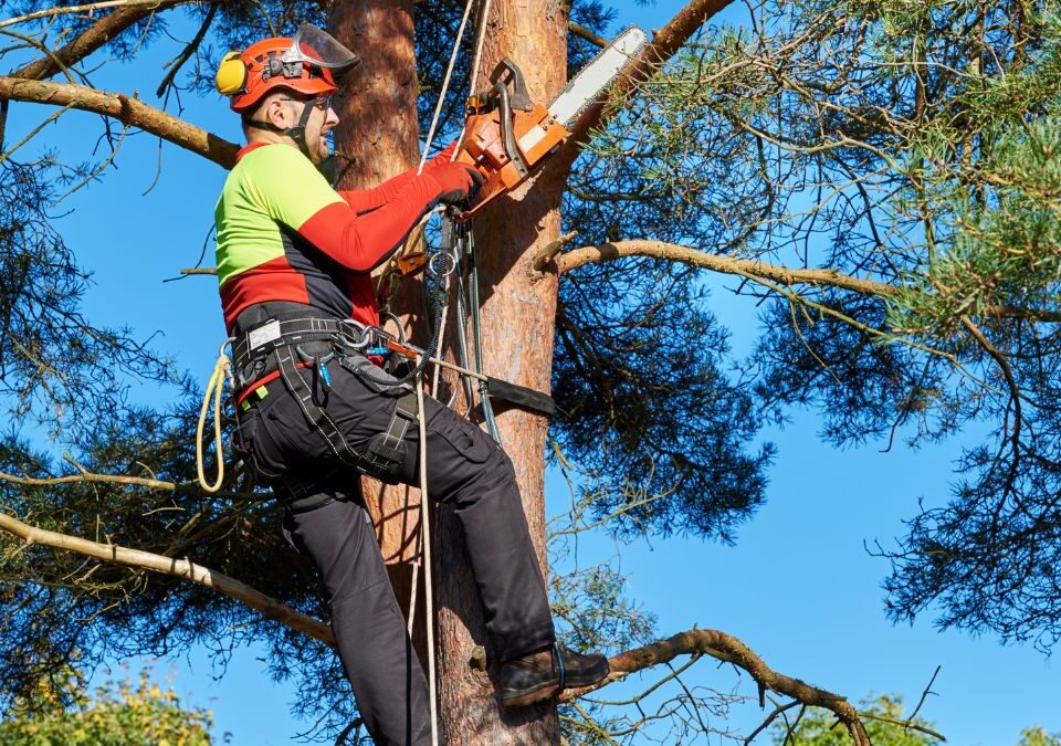 arborista