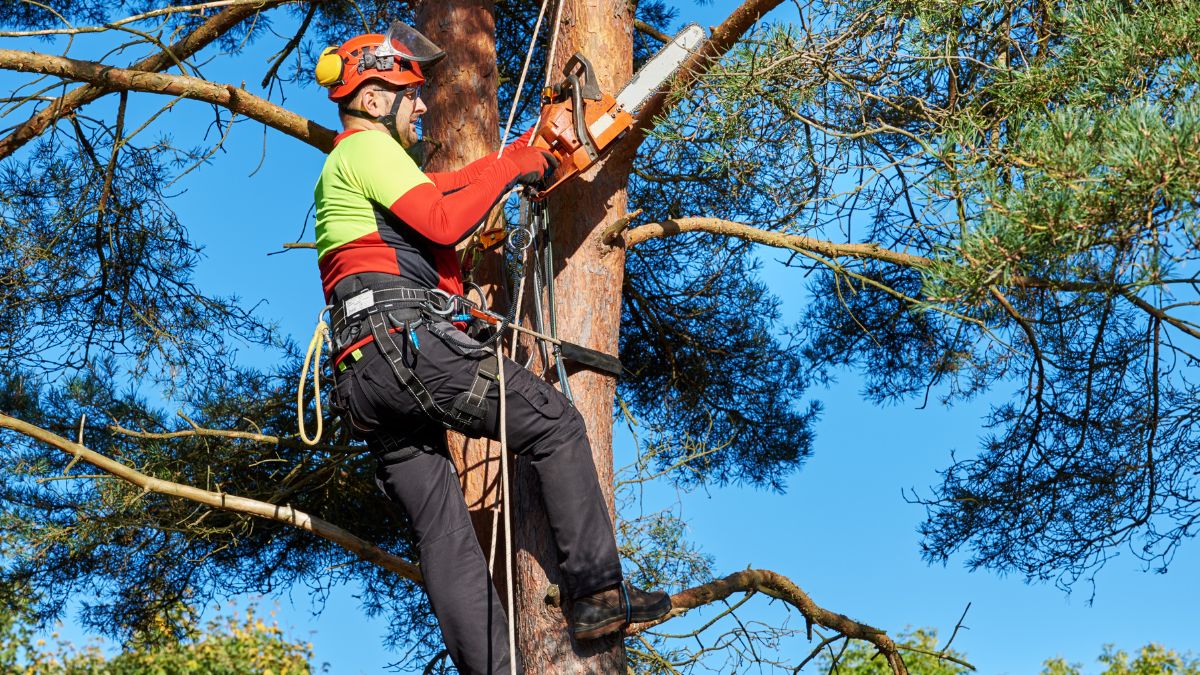 arborista