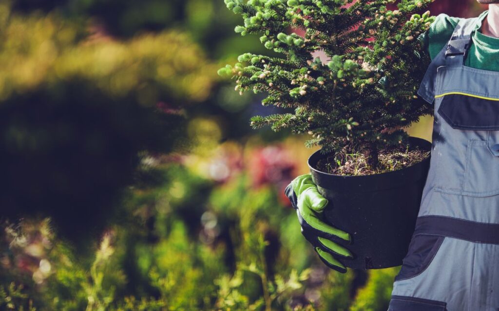 plantació d'arbres