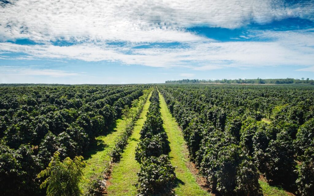 plantació d'arbres
