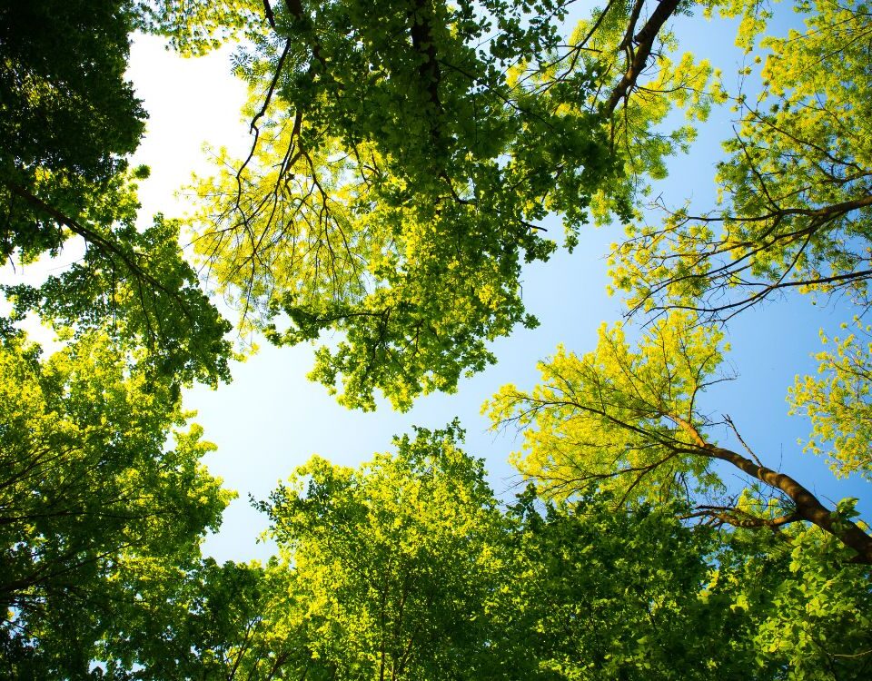 plantació d'arbres