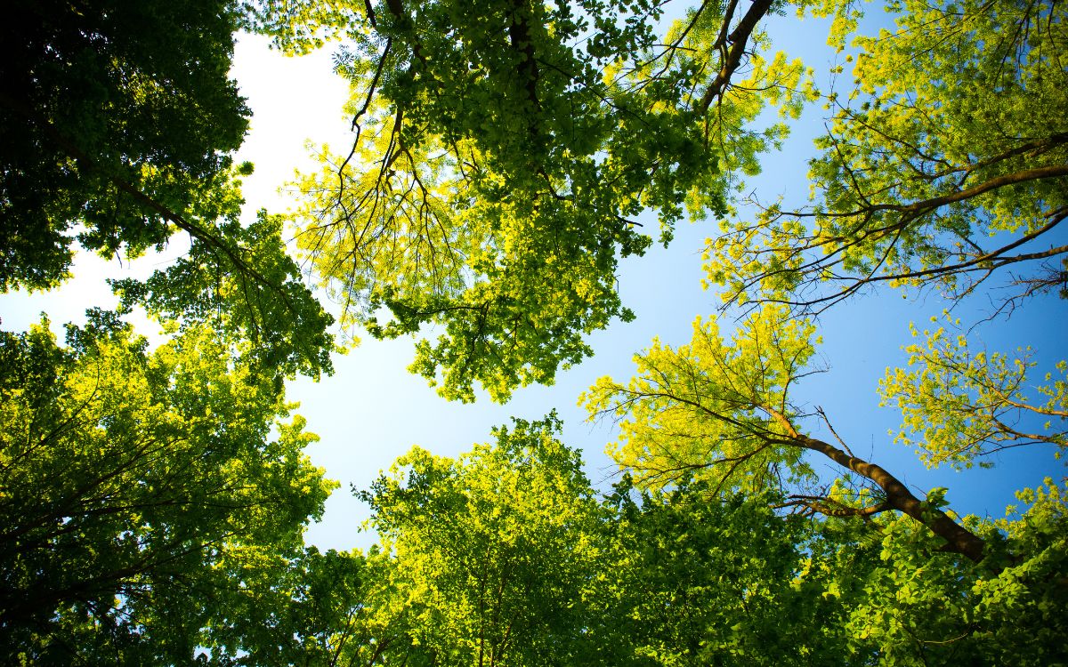 plantació d'arbres