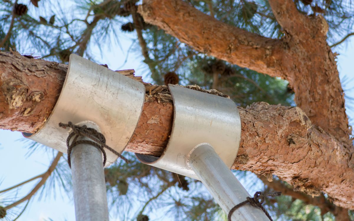 serveis d'arboricultura
