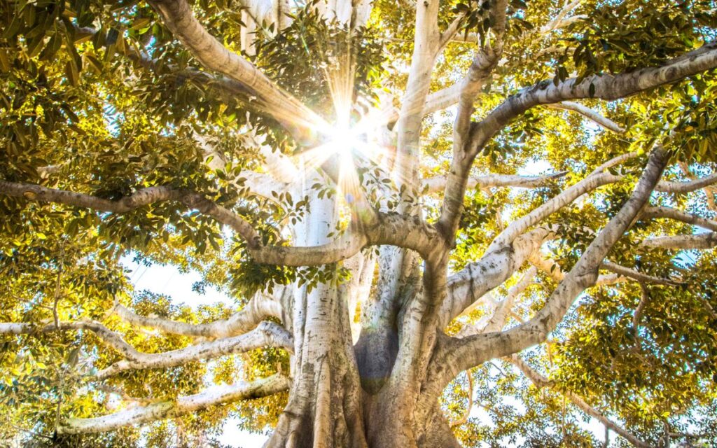 arbre