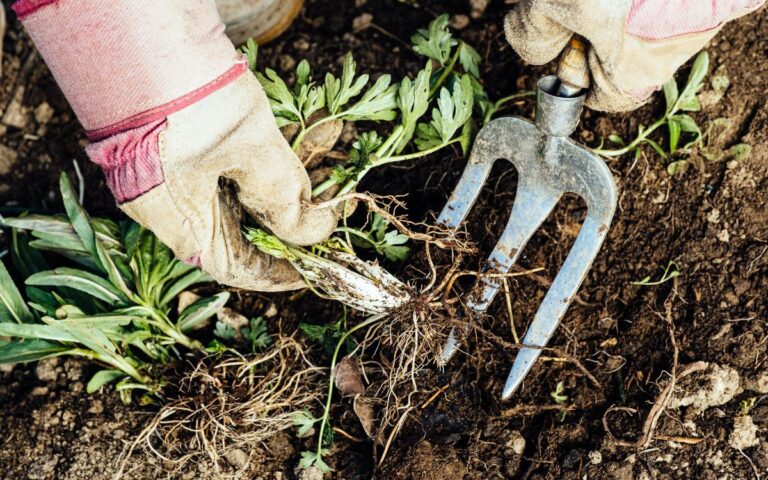 desbrossament de parecel·les