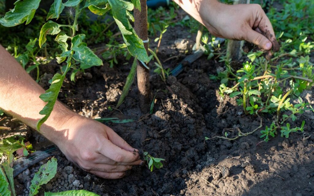 desbrossament de parecel·les