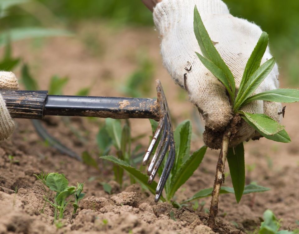 desbrossament de parecel·les