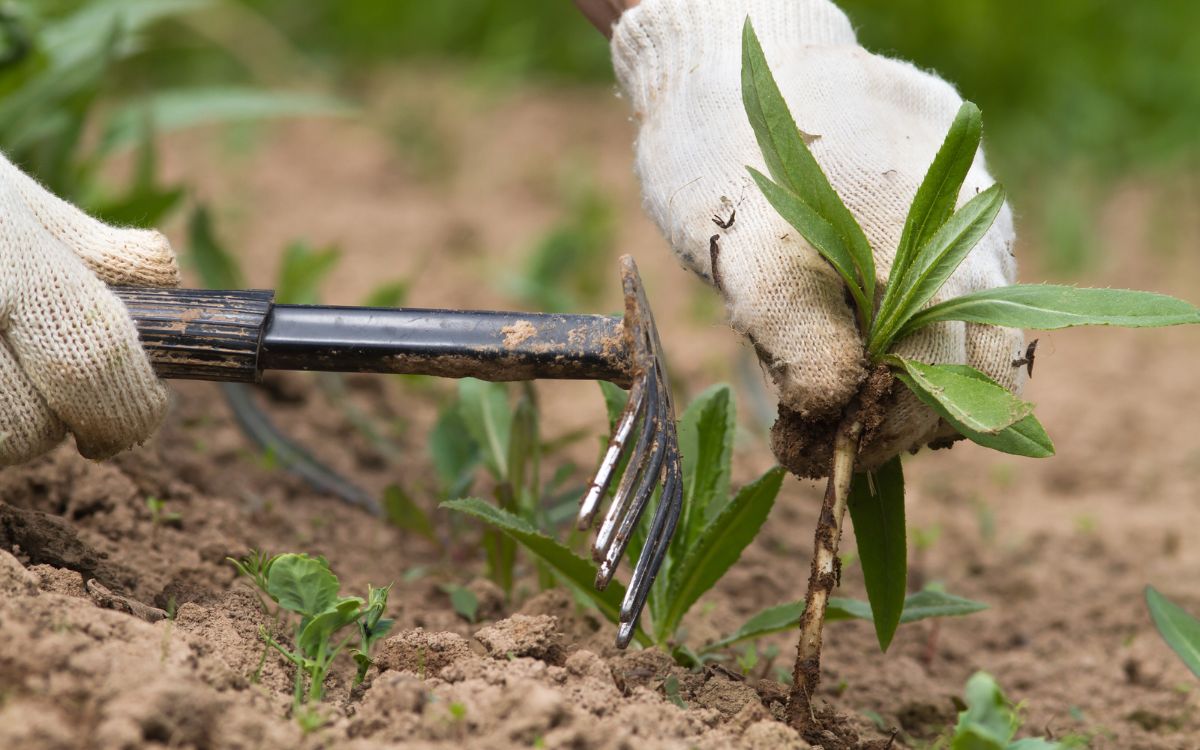 desbrossament de parecel·les